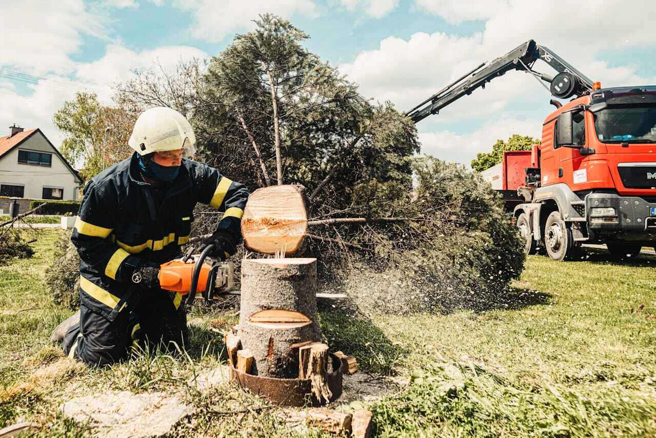 Tree Branch Trimming in Shell Ridge, CA